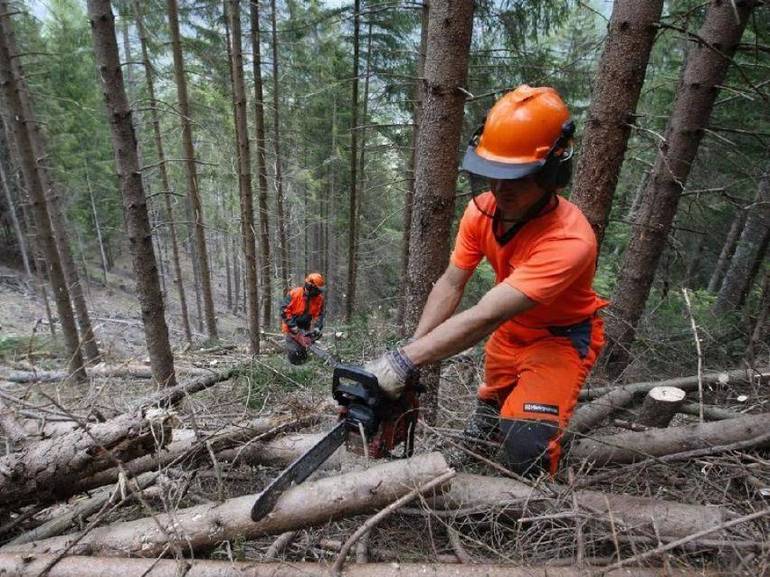 VENETO: formazione operatori forestali, anche donne