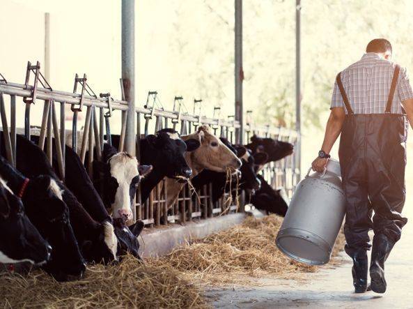 VENETO: lenta la ripresa per il settore del latte