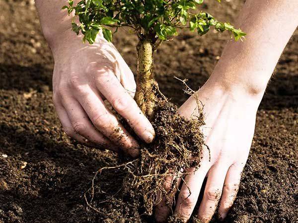 VENETO: un premio per chi pianta alberi