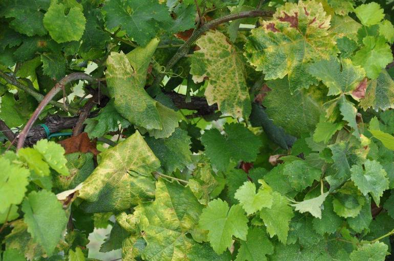 VITICOLTURA: flavescenza dorata, appello di Tomasi ai viticoltori