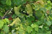 VITICOLTURA: flavescenza dorata, appello di Tomasi ai viticoltori