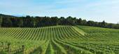 VITICOLTURA: Pinot Grigio, sospensione di nuovi impianti per il prossimo triennio