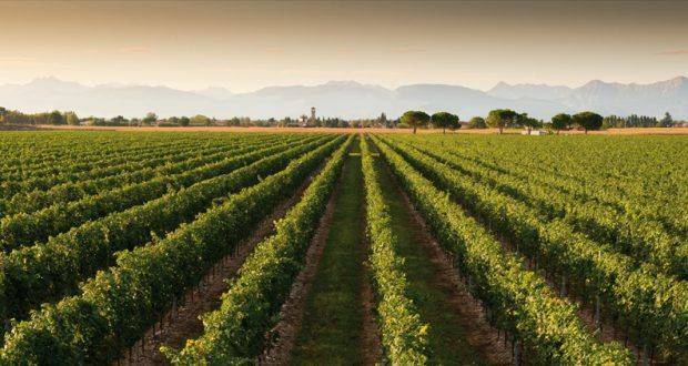 VITICOLTURA: Pinot Grigio, stoccaggio e blocco degli impianti