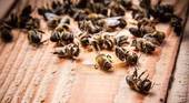 SAN POLO: morìa delle api, quali le cause?