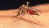 BRUGNERA: Compresse gratis per combattere le zanzare