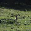 19 marmotta foto roccon alberto