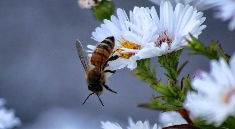 FARRA: serata sulle api con distribuzione di facelia