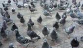 PIEVE: piano di contenimento dei colombi