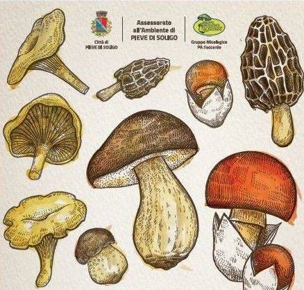 PIEVE: serata informativa sui funghi