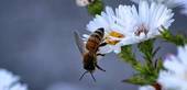 VIDOR: videoconferenza di Masetto sulle api