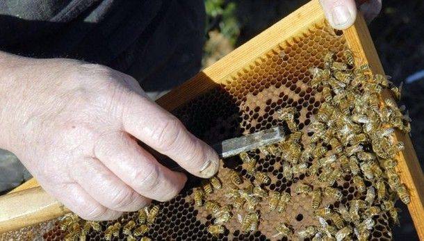 BELLUNO: corso di apicoltura per principianti 