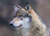 LAGO: rinviata la serata dedicata al lupo italiano