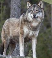 MIANE: serata sulla presenza del lupo nelle Prealpi