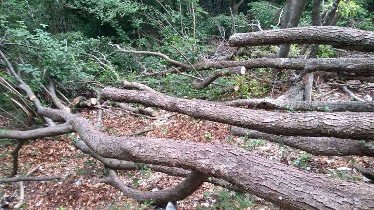 MIANE: tempesta Vaia, Avab all'opera per rimuovere gli alberi caduti