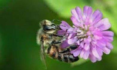 TARZO: lo speciale mondo delle api
