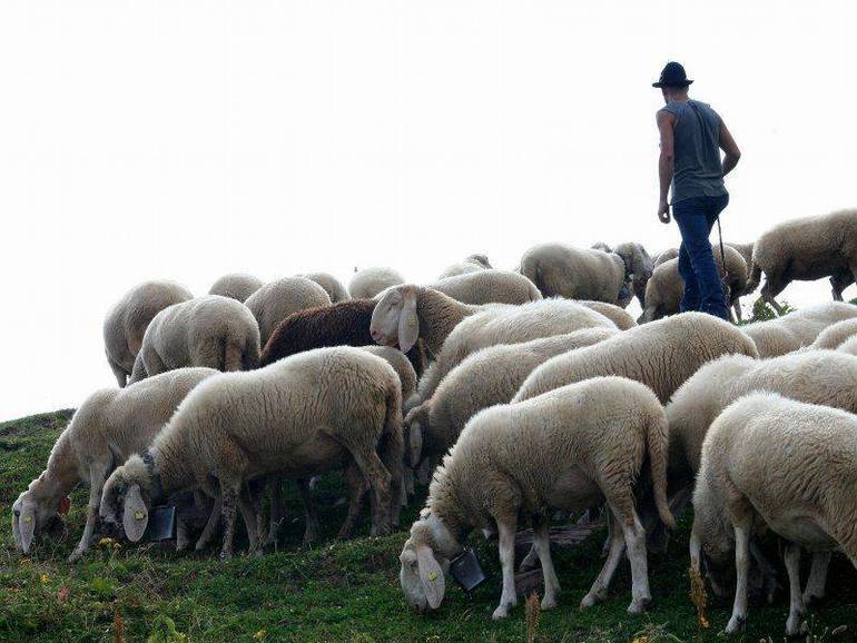 TRICHIANA: un pastore si racconta