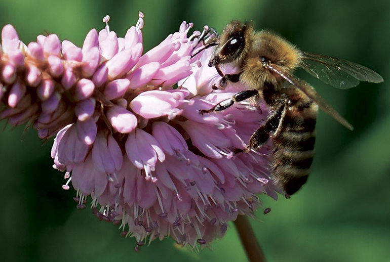 VITTORIO: Un fiore per aiutare le api