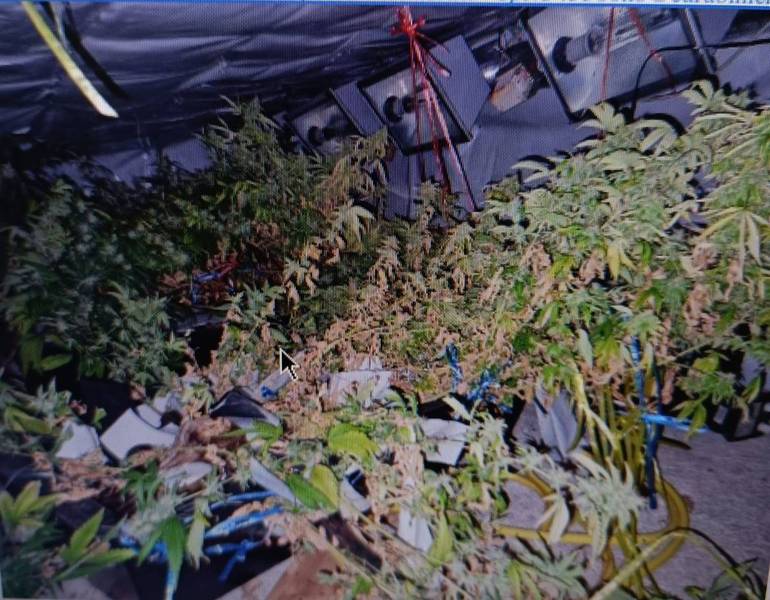VITTORIO VENETO: trovate piante di marijuana in un'abitazione